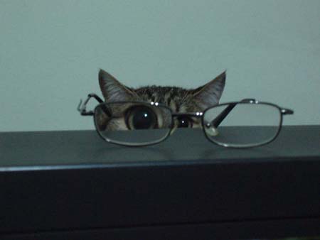 cat-looking-through-glasses