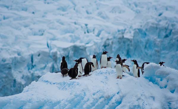 penguin-group