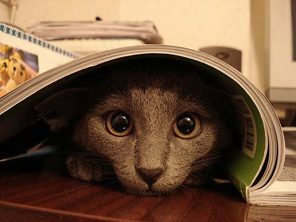 cat-hiding-spying